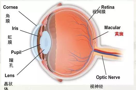 黄斑病变最新有效治疗方法研究揭秘